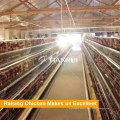 Hot Selling A Frame Automatic Battery Poultry Equipment for Layer